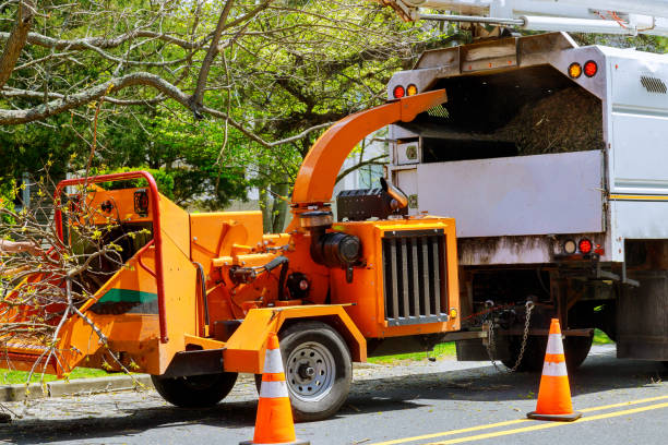 Best Tree Mulching  in Highland Rk, PA