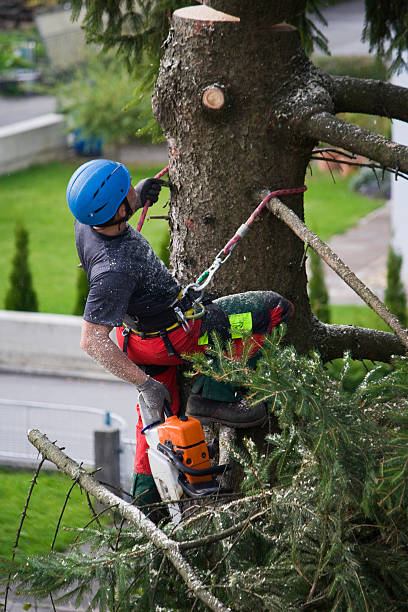 How Our Tree Care Process Works  in  Highland Park, PA